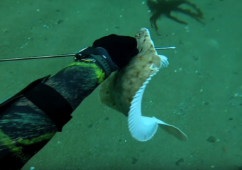 Кубок Spearfishing.de CUP 2018