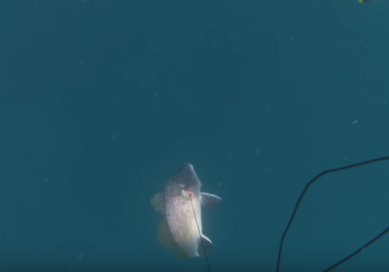 Зимняя подводная охота на Черном море