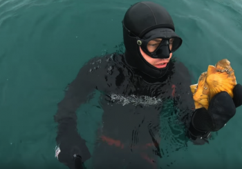 Морские гребешки на ужин