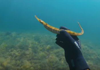 Начало сезона 2019. Подводная охота на Черном море