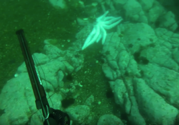 Ноябрьская подводная охота на осьминога в Японском море