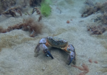 Зима в Черном море