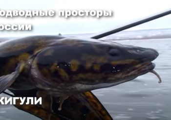 Подводная охота на Жигулевском море