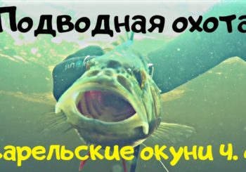 Карельские окуни