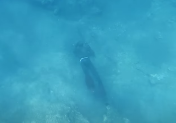 Поиск зубана в Средиземном море