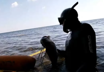Подводная охота на лаврака в Крыму