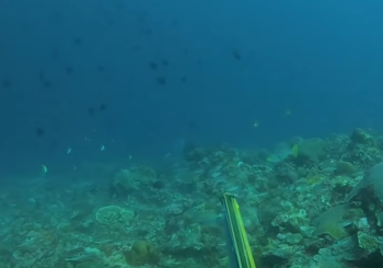 Морской окунь маори. Подводная охота в Индонезии