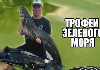 Трофеи «зеленого моря»