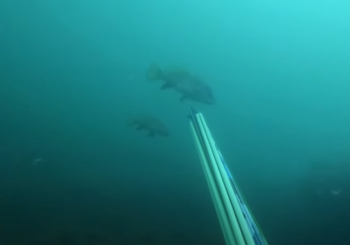 Залежка на дне. Подводная охота в Чёрном море
