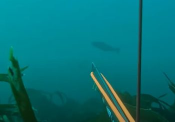 Минтай, морские гребешки, сайда и морские котики на острове  Скай, Шотландия